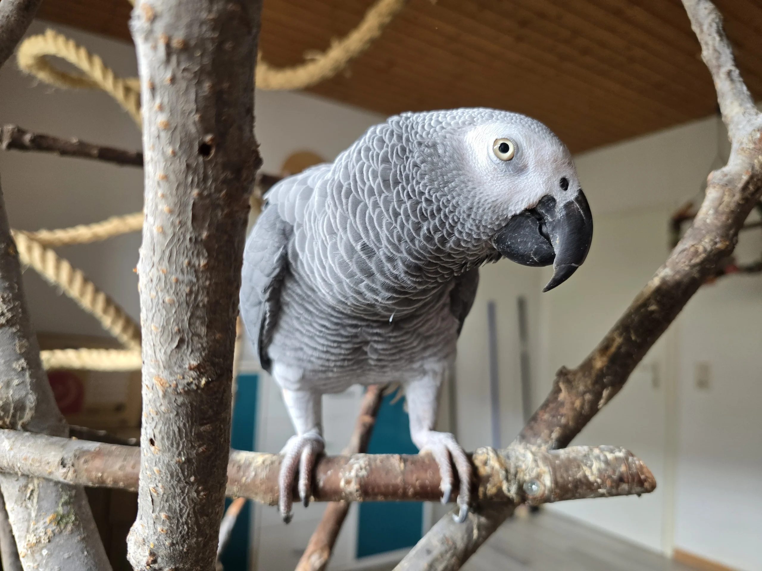 Gonzo – nur Gonzo, kein zweiter Vorname!