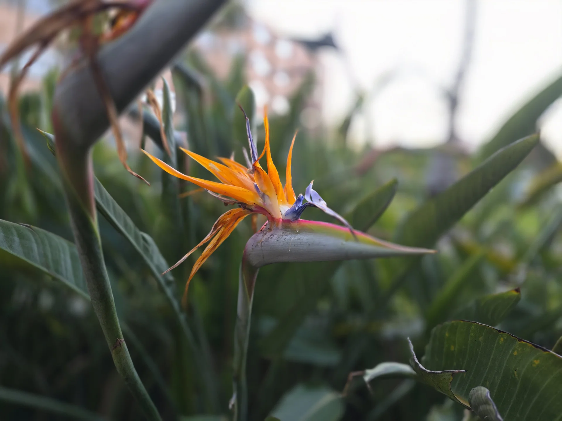 Eine blühende Paradiesvogelblume in der gepflegten Gartenanlage unterstreicht die entspannten Vila Galé Atlântico Erfahrungen in der Natur.